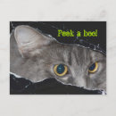 Suche nach flüchtiger blick postkarten Katze