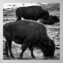 Recherche de tatanka Animaux