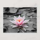 Suche nach seerosen postkarten Lotus