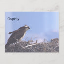 Recherche de nid cartes postales Oiseaux