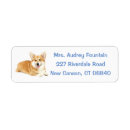Recherche de corgi étiquettes adresse retour Chiot