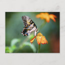 Recherche de tithonia Tournesol mexicain