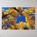 Recherche de colorado posters Tremble