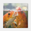 Suche nach koi karpfen magnete Wasser