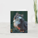 Recherche de affranchissement animal Noël