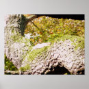 Suche nach graues eichhörnchen poster Grauhörnchen