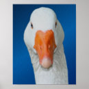 Suche nach gänse poster Vogelvogel