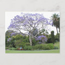 Recherche de jacaranda cartes postales Australie