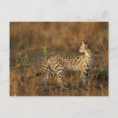 Suche nach mara postkarten Kenia