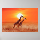 Suche nach savanne poster Giraffe