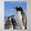 Suche nach die pinguine von der antarktis poster Tierwelt