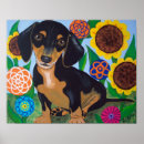 Recherche de chiot blanc Doxie