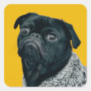 Suche nach mops Haustier