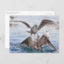 Recherche de harengs cartes postales Animaux