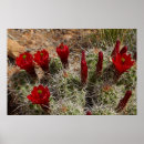 Suche nach kaktusblüte poster Amerika