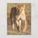Suche nach löwin postkarten Afrika