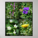 Recherche de comestible posters Photographie