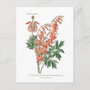 Suche nach blutende herzen postkarten Botanisch