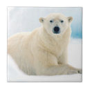 Suche nach eisbär fliesen Fauna