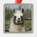 Recherche de lama ornements Nature