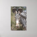 Suche nach kenia leinwandbilder Zebra