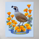 Suche nach wachtel poster Vögel