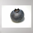 Recherche de un bleuet posters Baies