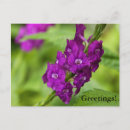 Recherche de algues cartes postales Violet