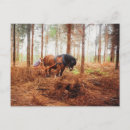 Suche nach forstwirtschaft postkarten Wald