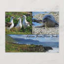 Recherche de albatros cartes postales Nature