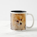 Recherche de pomeranian tasses Café