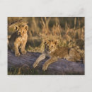Recherche de adam cartes postales Masai mara