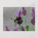 Suche nach mikro postkarten Blume