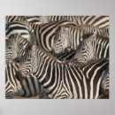 Recherche de grand angulaire posters Animal