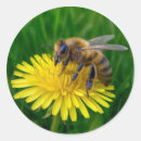 Recherche de pollen autocollants Insecte