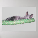 Suche nach gelbe katze poster Grün