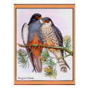 Suche nach wanderfalke poster Tiere