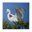 Suche nach lebensraum fliesen Vogelvogel