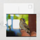 Recherche de moineaux cartes postales Moineau domestique