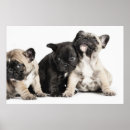 Suche nach pug poster Adorable