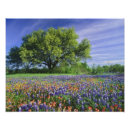 Suche nach malerpinsel poster Wildblume