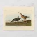 Recherche de oiseau rouge cartes postales Couleur