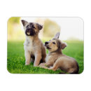 Recherche de berger allemand magnets Mignon