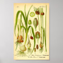 Suche nach allium poster Vintag