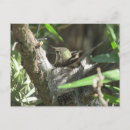 Recherche de nid de colibri cartes postales Animal