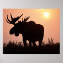 Suche nach elch poster Nordamerika