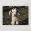 Suche nach lamb postkarten Tier