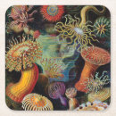 Suche nach haeckel untersetzer Ozean