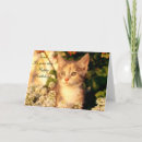 Recherche de félicitations chat vœux cartes Mignon