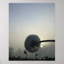 Recherche de pissenlit posters Floral